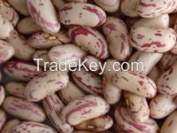 Kidney  Beans    