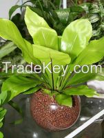 Outdoor Bonsai Trees Substrate Expanded Clay