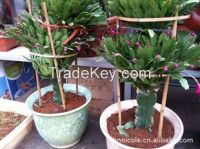 Factory Direct Chinese Manufacture Reusable Eco