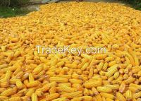 YELLOW CORN NON GMO