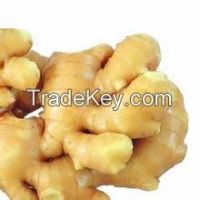 New crop fresh ginger