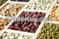 kidney beans,Green mung beans, navy beans, lima beans, pinto beans, black-eyed peas ,lentil, chick peas, Pink Bean, pinto beans,Beans,Broad Beans,Fava beans,green pea,Yellow peas,Green Split Peas,Beans & Pulses 