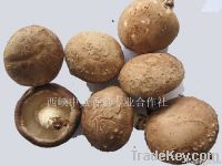 Chinese Champignon