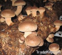 Shiitake Mushroom