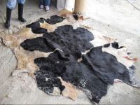 Wet Salted Cow Hides & Animal Skins