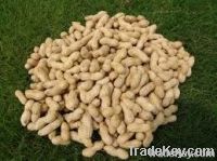 Groundnut Meal