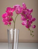 KD01201002 Orchid Flower