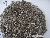 Sunflower  Seeds  The Place Of Origin