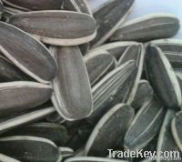 Sunflower Seeds