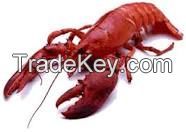 Lobster