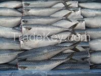 Sardine Fish