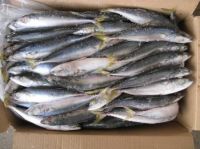 Frozen Mackerel Fish