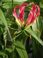 South Indian Gloriosa Superba Seed