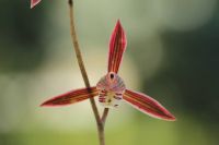 Orchid plant (Cymbidium Sinensis) M6