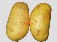 Fresh Potato