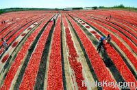 ketchup/tomato paste/tomato sauce