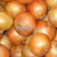 fresh onion