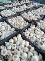 egyptian white garlic