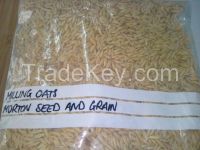 oat type new harvest oats