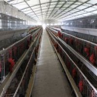 Steel Structuture Building--Poultry Shed