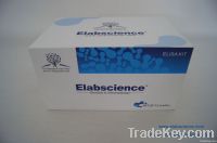 Human IFN-beta Elisa kit