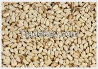 High  quality  SAFFLOWER SEEDS 