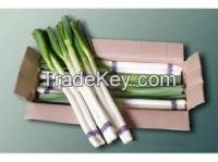 High quality  Fresh scallion