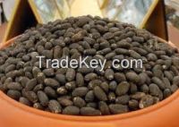 High  quality  jatropha  seeds