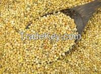 High quality Millet Grains