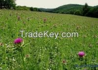 High quality  Milk Thistle P.E.