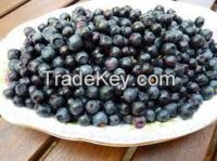 High   quality  Bilberry p. e. 