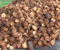 Coconut Shell