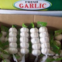  pure white garlic