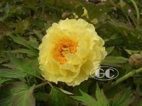 chinese peony