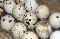 Quail Eggs