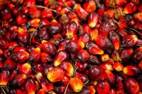 Crude Palm Oil