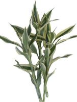 Sandriyana Cut Foliage's  WHITE