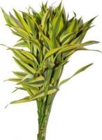 Sandriyana Cut Foliage's  GOLD