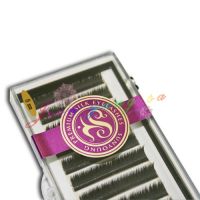 Queen Lash (24strips