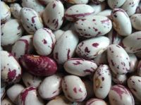 Speckled kidney beans