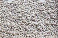 White kidney beans