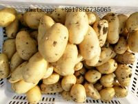 China New season fresh Potato factory wholesale