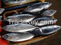 Frozen Whole Bonito Tuna Fish