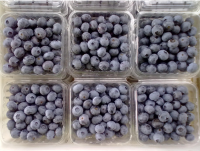 hot selling organic frozen blueberry