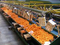 citrus fruit,cherry,grape,tomato,cucumber,pepper,pomegranate,fig,peach.pear,apricot