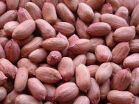 Raw peanuts for sale