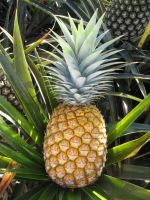 Sweet fresh pineapples for sale