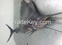 Sail Fish