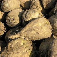 Sugar Beet