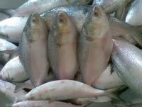 Fresh Fishes
